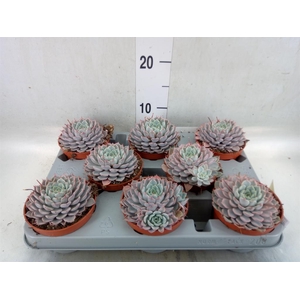Echeveria cuspidata