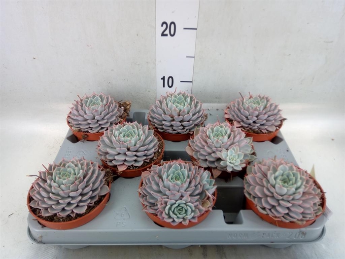 <h4>Echeveria cuspidata</h4>