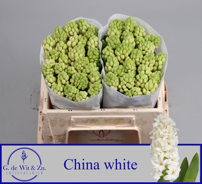 <h4>HYAC CHINA WHITE</h4>