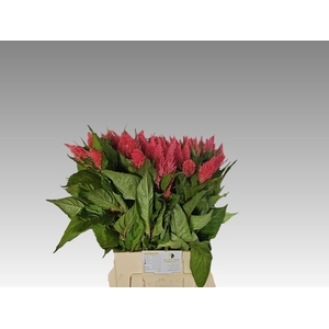 Celosia Cynthia Rose GJ Bouwer