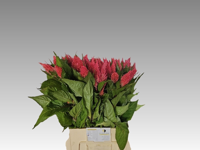 <h4>Celosia Cynthia Rose GJ Bouwer</h4>