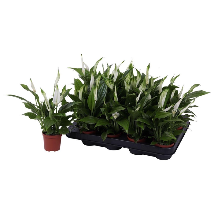 <h4>Spath Pearl Cupido</h4>