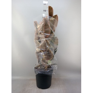 Ficus elastica 'Belize'