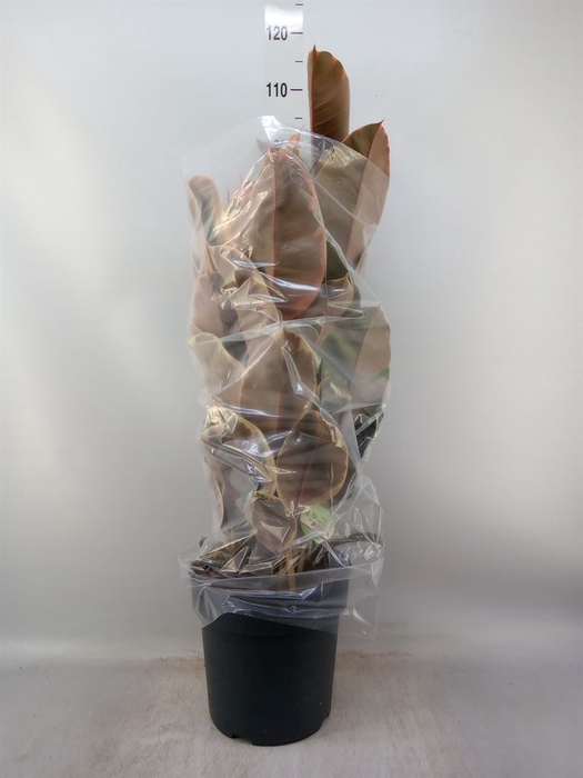 <h4>Ficus elastica 'Belize'</h4>