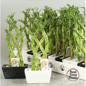 DRA LUCKY BAMBOO