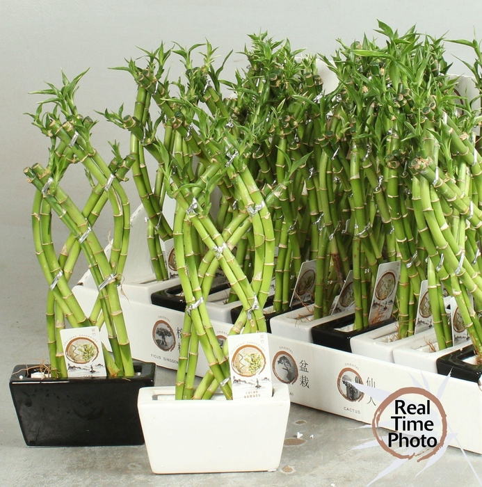 <h4>DRA LUCKY BAMBOO</h4>