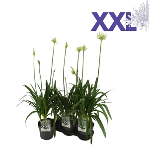 Agapanthus 5 stek wit grootbloemig. doorbl knoppen boven gewas