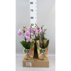 Phalaenopsis  'Ant Rotterdam'