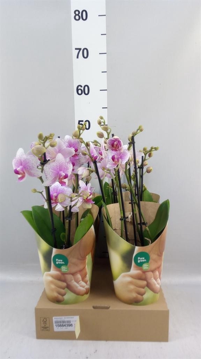 <h4>Phalaenopsis  'Ant Rotterdam'</h4>