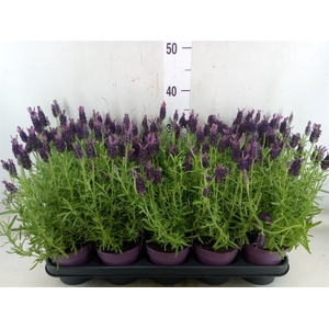 Lavandula stoec. 'Anouk'