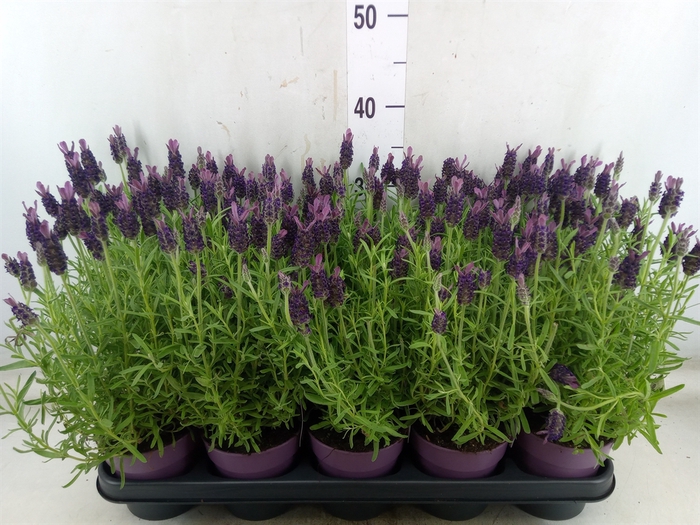 <h4>Lavandula stoec. 'Anouk'</h4>