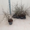 arr8 Corokia Cotoneaster