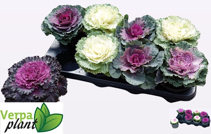 <h4>BRASSICA (SIERKOOL)</h4>