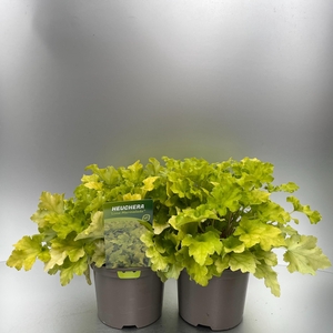 Heuchera 'Lime Marmalade'®