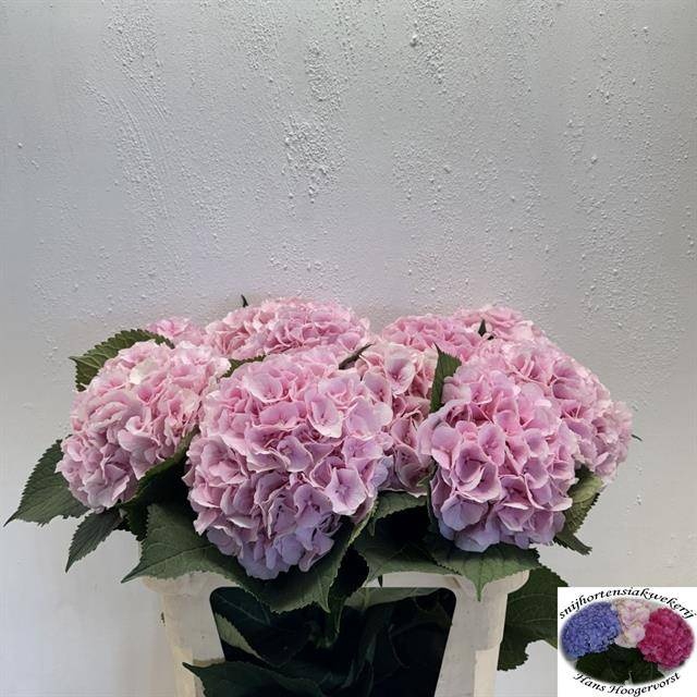 <h4>HYDR M CH VERENA</h4>