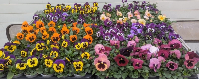 <h4>VIO WI DELTA GEM</h4>