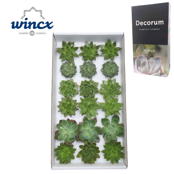 <h4>Echeveria Green Mix (Wincx) Cutfl (6 Spcs)</h4>