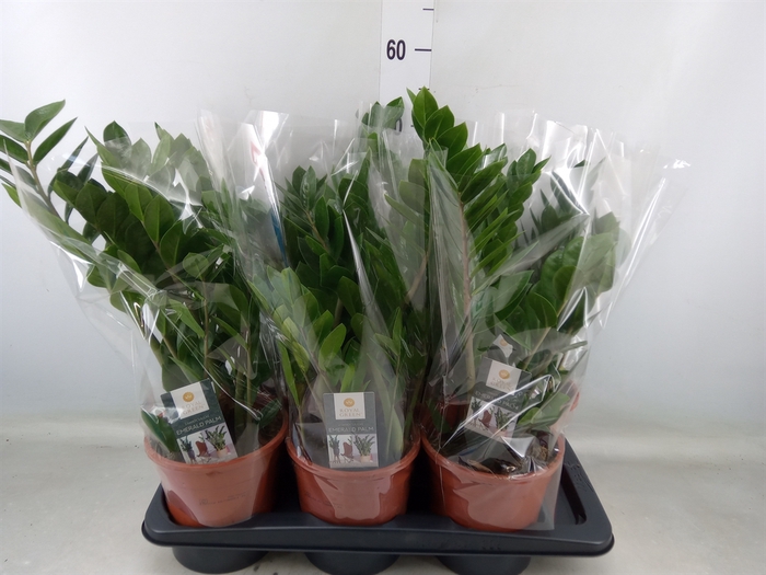 <h4>Zamioculcas zamiifolia</h4>