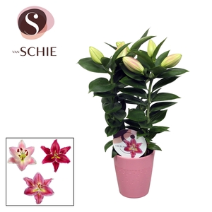 Oriental Pink 13cm keramiek LINO