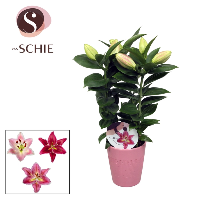 <h4>Oriental Pink 13cm keramiek LINO</h4>