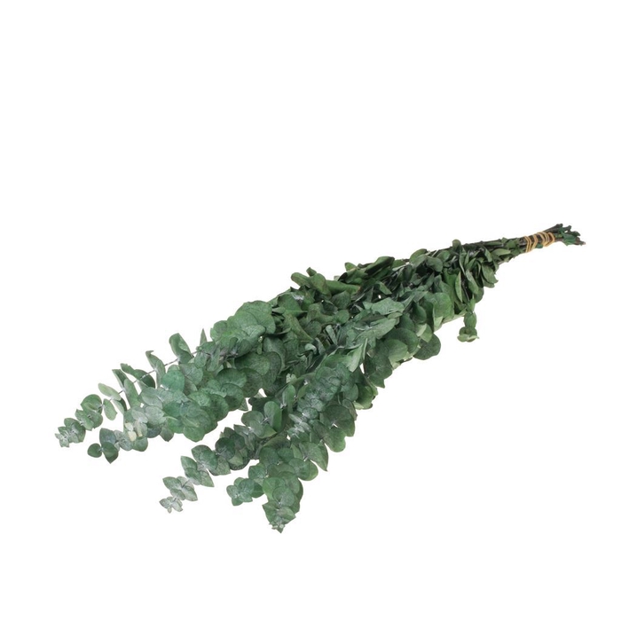 <h4>Eucalyptus baby preserved 10pc 55cm SB moss green</h4>