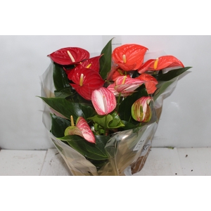 ANTHURIUM VARIADO P17