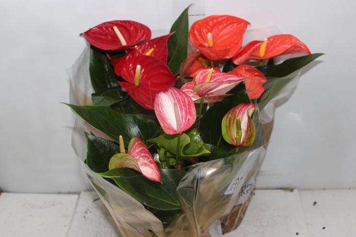 <h4>ANTHURIUM VARIADO P17</h4>