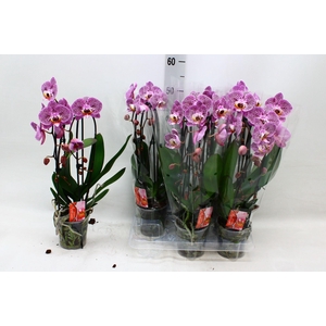 PHAL EL CASCADE