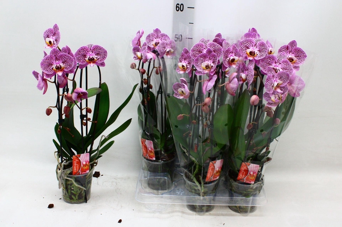<h4>PHAL EL CASCADE</h4>