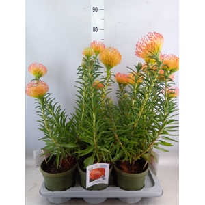 Leucospermum   ...