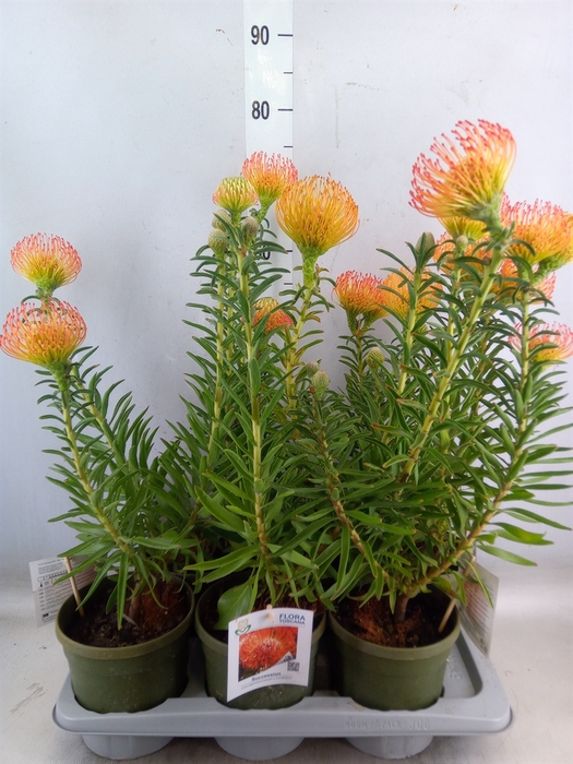 <h4>Leucospermum   ...</h4>