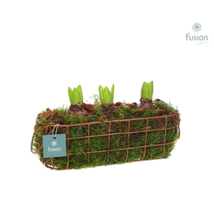 Mand metaal ovaal Medium met Hyacinthus