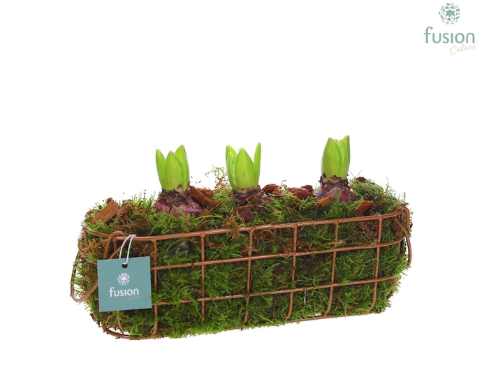 <h4>Mand metaal ovaal Medium met Hyacinthus</h4>