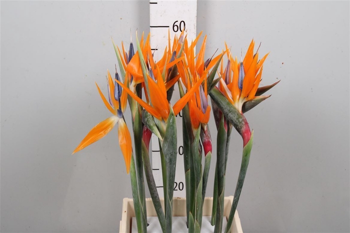 <h4>Strelitzia Bloem</h4>