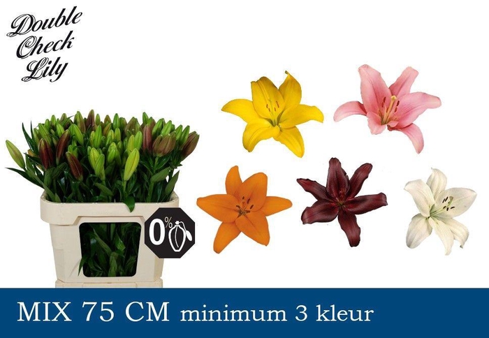 <h4>LI LA GEM IN FUST 2+</h4>