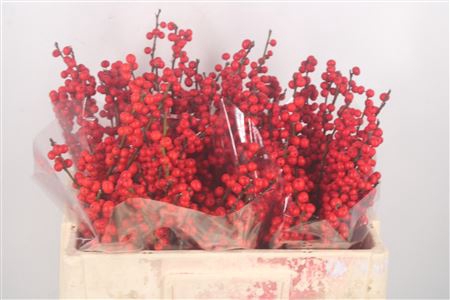 <h4>Ilex Verticilata Red Extra</h4>