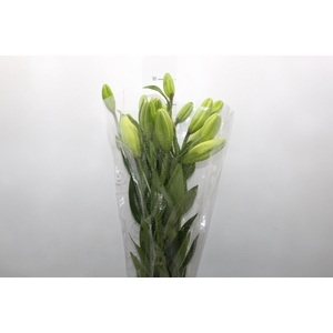 LIRIO RODENGO 090 CM HT 2/3 FLS BRANCO