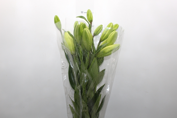 <h4>LIRIO RODENGO 090 CM HT 2/3 FLS BRANCO</h4>