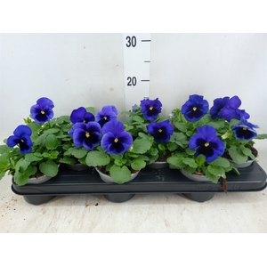 Viola wr. 'Delta True Blue'