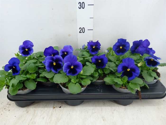 <h4>Viola wr. 'Delta True Blue'</h4>