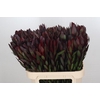 Leucadendron Saf Sunset Dark R.