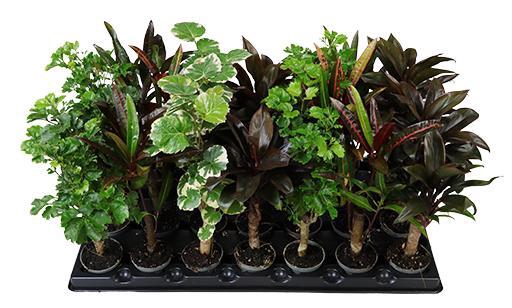 <h4>GREEN STAM MIX P6  X 28</h4>