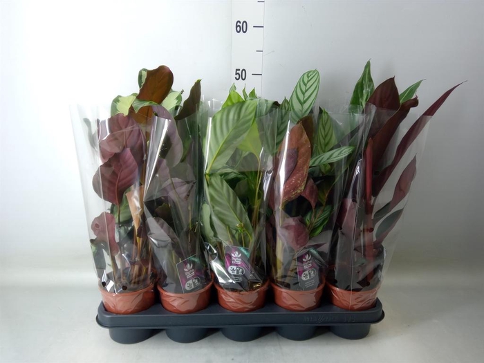 <h4>Calathea   ...mix 5</h4>