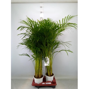 Dypsis lutescens   ...Chrysalidoca