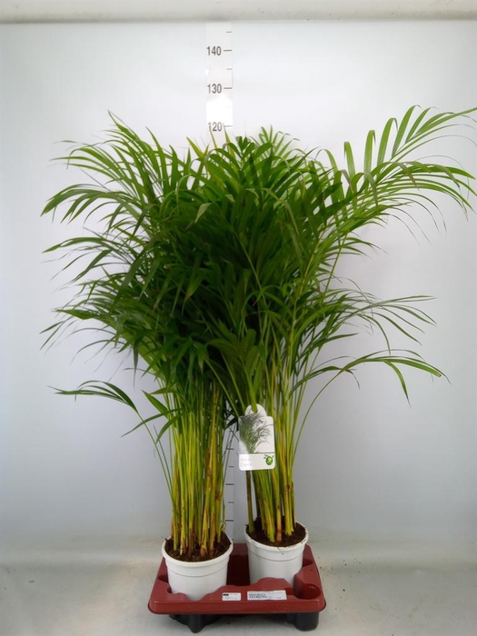 <h4>Dypsis lutescens   ...Chrysalidoca</h4>
