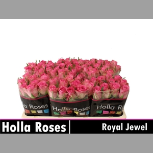 R GR ROYAL JEWEL