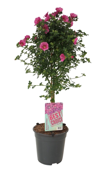 <h4>Anisodontea Elegans</h4>