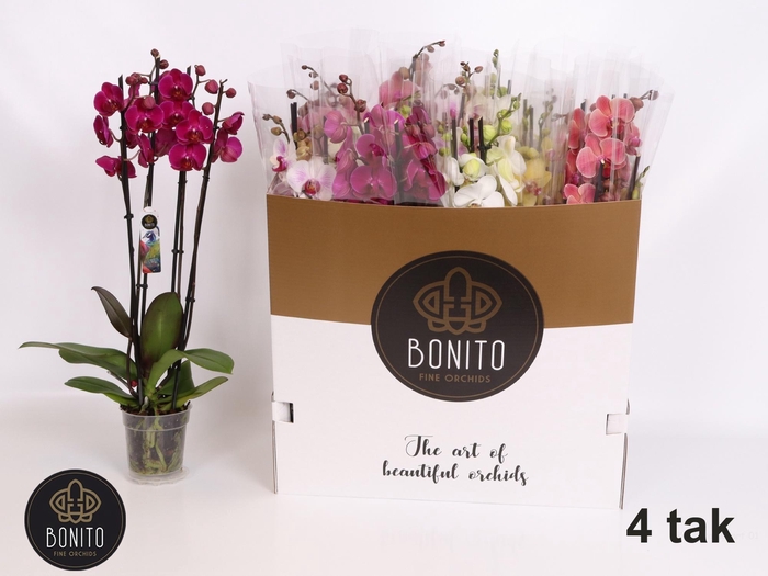 <h4>PHAL GEM 6 KL</h4>