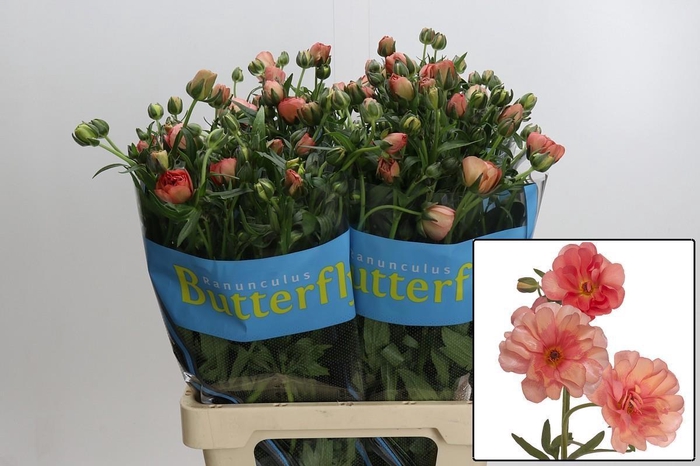 <h4>RAN BUTTERFLY ERIS</h4>