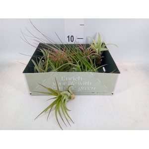 Tillandsia